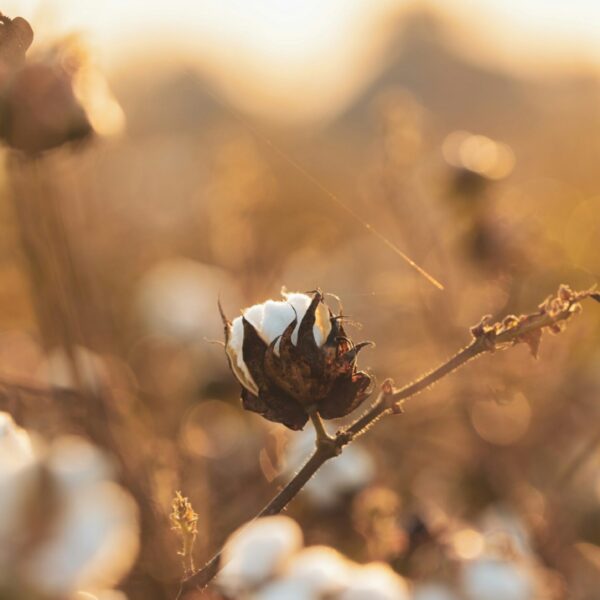 A photograph of a cotton field bathed in golden light.