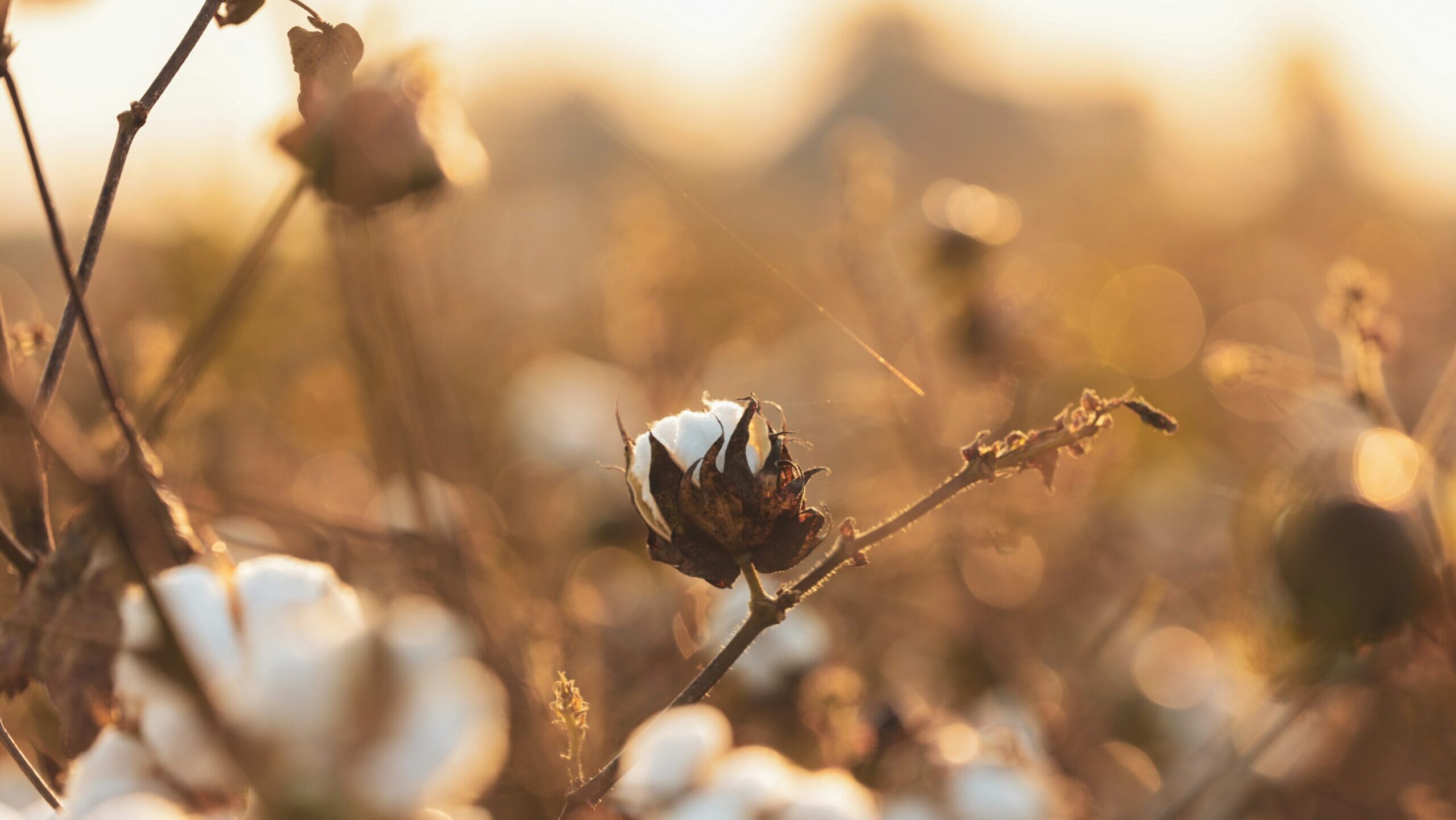 A photograph of a cotton field bathed in golden light.