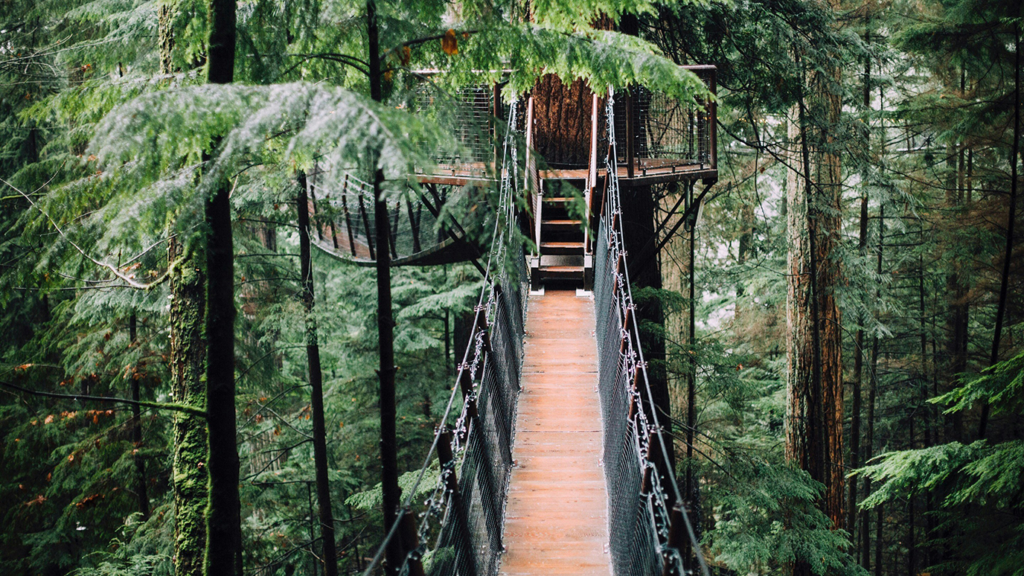 Brown wooden bridge in the forest connecting to a tree house surrounded by trees. 