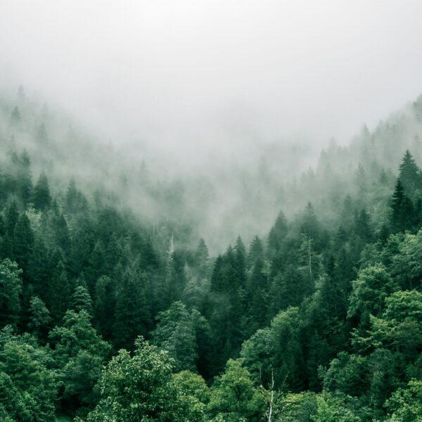 A forest view from high above of the mountains of Adjara, Georgia, fog covering some of the trees in the distance.