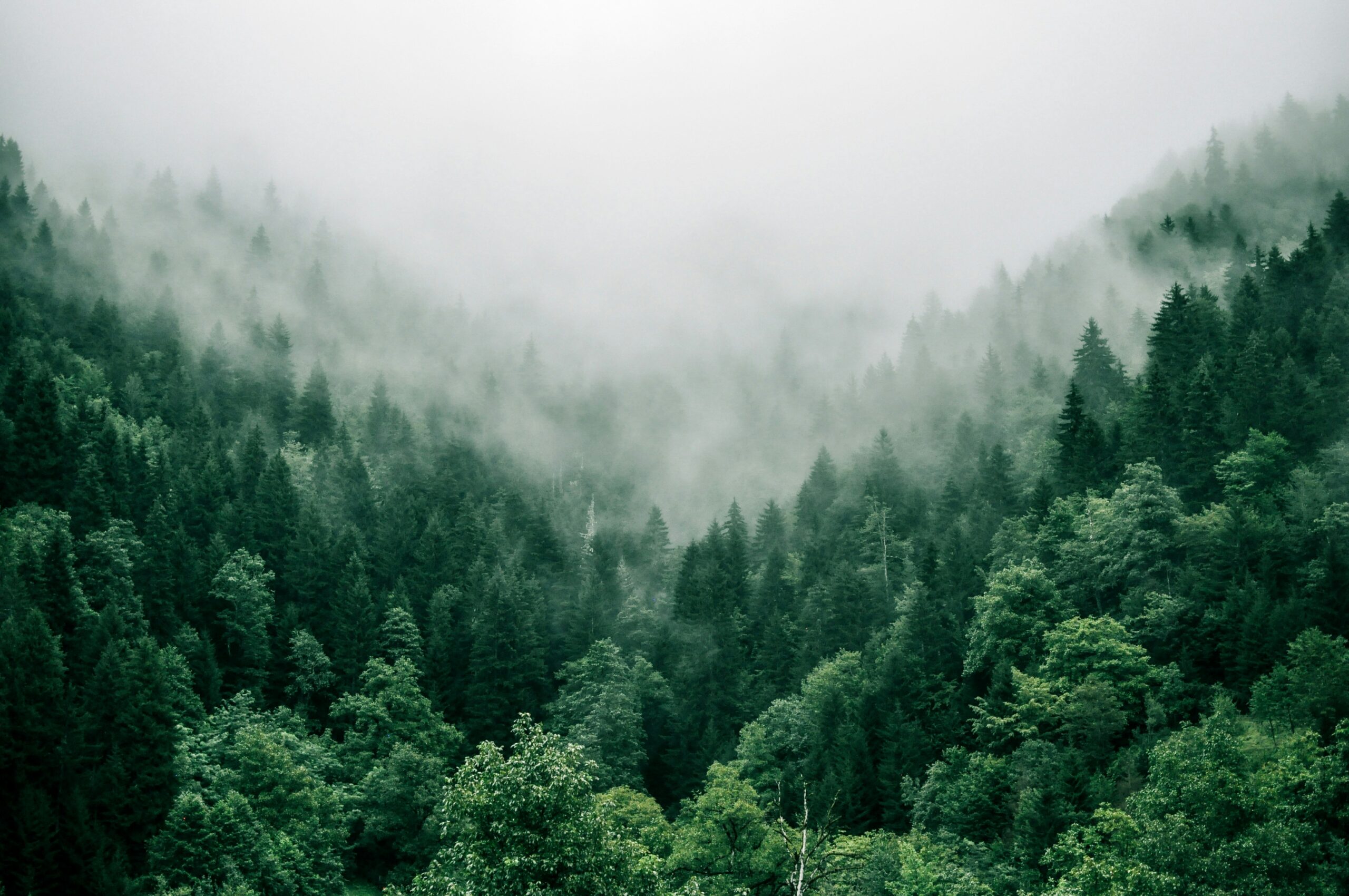 A forest view from high above of the mountains of Adjara, Georgia, fog covering some of the trees in the distance.