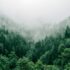 A forest view from high above of the mountains of Adjara, Georgia, fog covering some of the trees in the distance.